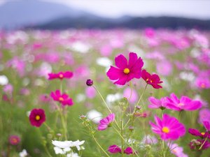 安卓植物 花朵 秋英 摄影 微距手机壁纸