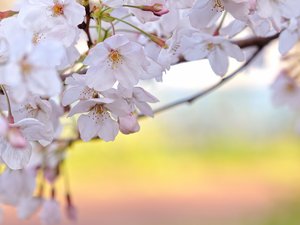 安卓植物 花朵 樱花 摄影 春天手机壁纸
