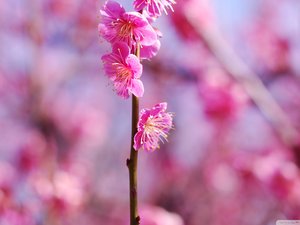 安卓风景 春意盎然 桃花 粉红手机壁纸