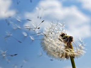 安卓风景 蓝天 白云 蒲公英手机壁纸