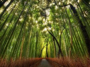 开阔 风景 阳光 大气 旅游 风光 竹林 竹子 竹