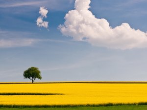 小清新 舒缓压力 蓝天白云 油菜花