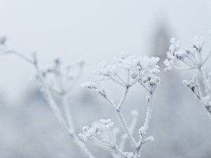 安卓小清新 清新淡雅 树枝 雪手机壁纸