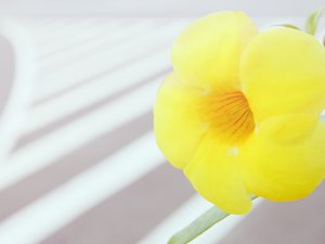 安卓小清新 清新淡雅 花 ybp摄影 ybp摄影手机壁纸