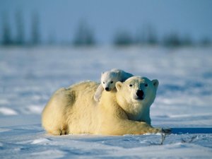 萌宠 动物 可爱 萌物 野生动物 北极熊 雪白色 极地物种 儿童桌面专用