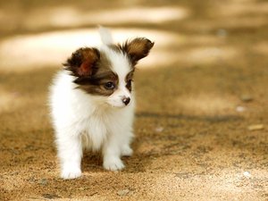 宠物 狗 汪星人 蝴蝶犬