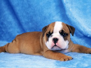 安卓宠物 狗 汪星人 斗牛犬手机壁纸