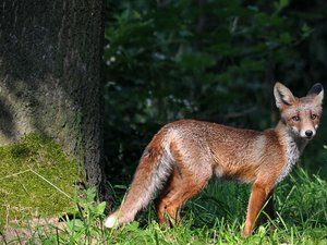 野生动物 狐狸