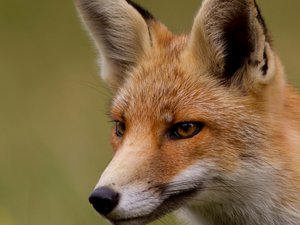 安卓野生动物 狐狸手机壁纸