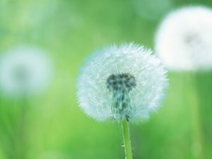 安卓小清新 植物 花卉 护眼壁纸 蒲公英 绿色手机壁纸