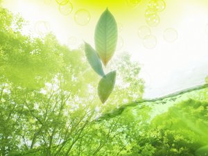 安卓小清新 植物 绿叶 护眼壁纸手机壁纸