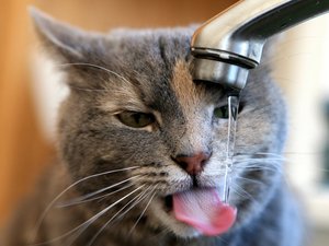 安卓猫咪 动物 虎斑猫 喵星人手机壁纸
