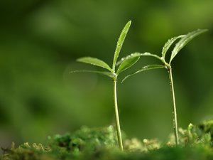 小清新 舒缓压力 绿色 芽