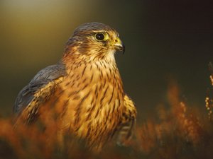 安卓萌宠 猛禽 老鹰 凶猛 眼神犀利手机壁纸