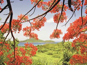 安卓Webshots 2010年 十一月 精美 风光 动物 摄影手机壁纸