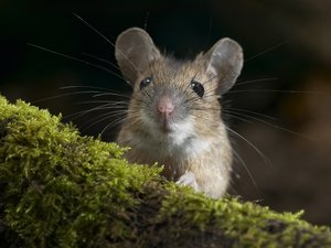 安卓萌宠 动物 可爱 萌物 野生动物 鼠 卖萌图 儿童桌面专用手机壁纸