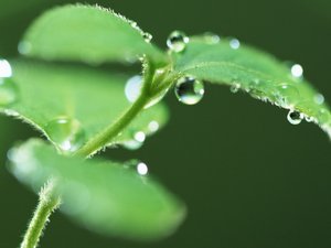 水珠 绿叶 嫩芽 护眼壁纸