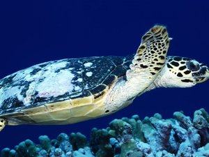 安卓萌宠 海龟 海底世界手机壁纸