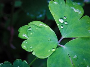安卓春暖花开 春天 花 植物 宽屏手机壁纸