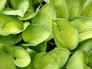 安卓小清新 植物 绿叶 护眼壁纸手机壁纸