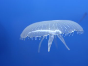 动物 海底世界 海洋生物