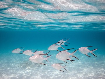 动物 海底世界 海洋生物