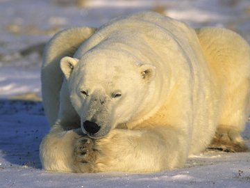 萌宠 北极熊 极地物种