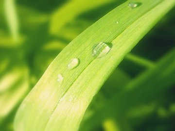 小清新 植物 静物 露水 护眼壁纸