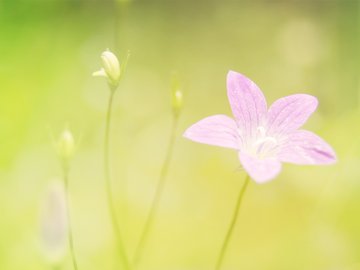 小清新 鸟语花香