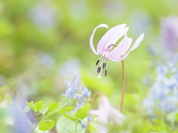 小清新 鸟语花香