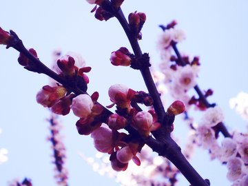 花朵 摄影 春天