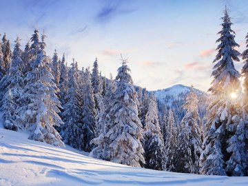 风景 雪景 树林