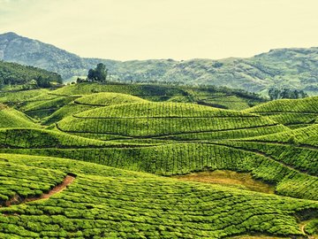 风景 农场 茶园