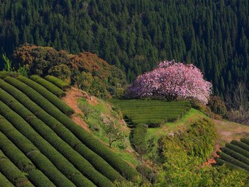 风景 农场 茶园