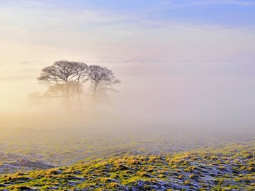 风景 早晨 雾