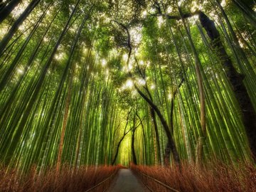 开阔 风景 阳光 大气 旅游 风光 竹林 竹子 竹