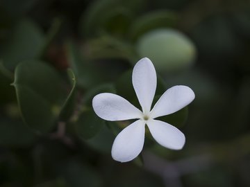 小清新 清新淡雅 花卉