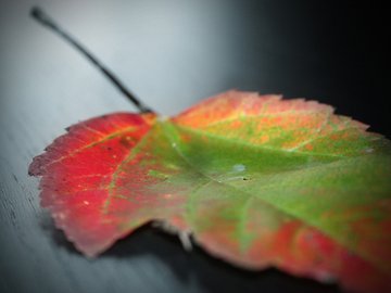 小清新 静物写真 树叶