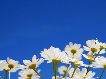 小清新 鸟语花香 花卉