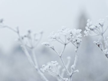 小清新 清新淡雅 树枝 雪