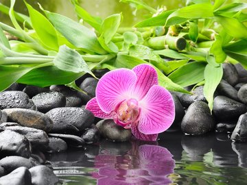 小清新 静物写真 花卉 石头