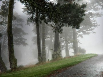 风景 树林 小路 雾