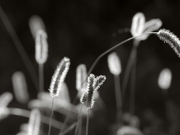 小清新 清新淡雅 花