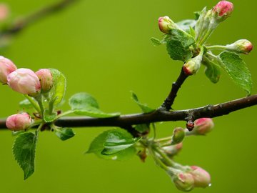 小清新 娇艳欲滴 花