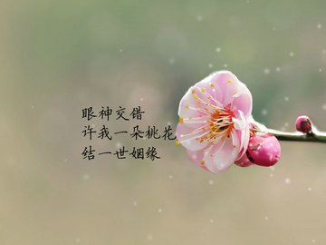 爱情美图 唯美温馨 桃花姻缘