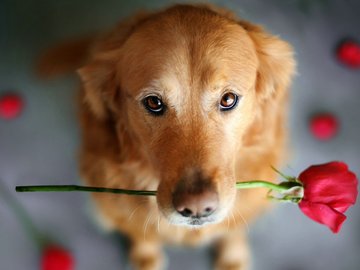 爱情 浪漫 玫瑰 狗 汪星人 金毛犬