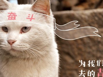 萌宠 喵星人 猫咪 C酱酱