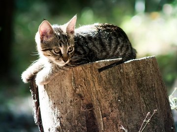 萌宠 喵星人 猫咪 卖萌