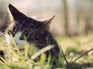 萌宠 喵星人 猫咪 猫 cat