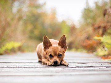 宠物 狗 汪星人 吉娃娃犬